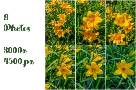Yellow Lily Flowers: A Bright Addition to Any Space